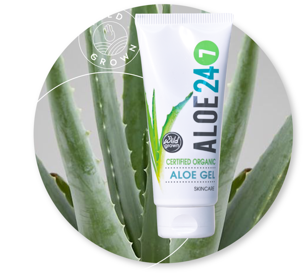 7 Amazing Uses for Aloe Vera